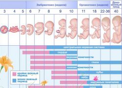 Bir necha hafta davomida homiladorlik homiladorligi taqvimi