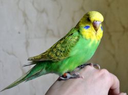 Qanday qilib to'lqinli to'tiqushni iste'mol qilish kerak?