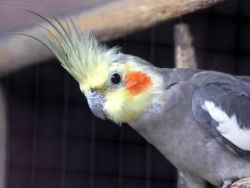 Qanchadan qancha Corella parroti yashaydi?