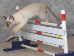 Transseksual jinsiy aloqa Eshagida semiz rus slukani sik