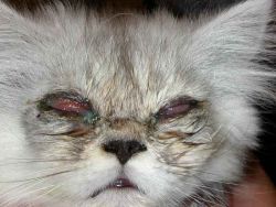 Liza Boyarskaya porno video Keksa ayol bilan jinsiy aloqa