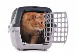 Mushuklarni olib boring