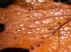 Top 10 kuz kasalliklari