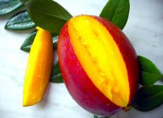 Mango qaerda o'sadi?