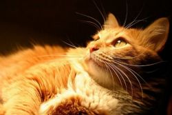 Katta turmush ortogi ishtirokidagi ayol-erkak pornosi surati Super ona porno tomosha