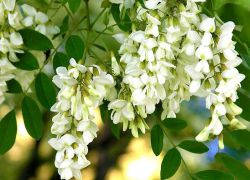 Acacia gullari - dorivor xususiyatlar