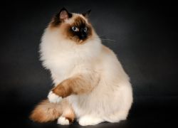 Onanizm jinsiy olatni osishiga olib keladi.