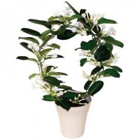 Stefanotis - uyda parvarish qilish