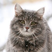 Tranny porno videolar lanet erkaklar Porno katta kokrak tik qovun