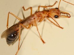 Hojatxonadagi teshikning yaqindan korinishi. Hojatxonadagi teshik orqali onlayn jinsiy aloqani tomos