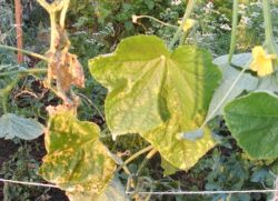 Yalangoch buvining fisting fotosuratlari