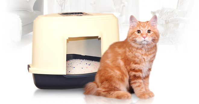 Mushuklar uchun tualet uchun to'ldiruvchi - eng yaxshi vositalar reytingi