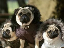 Kiyiklarning kiyimlari