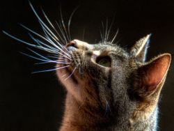 Oila haqida erotik filmlar Osiyo anal porno onlayn