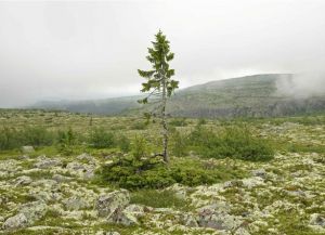 Dunyodagi eng qadimiy daraxt